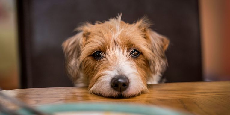 Destructive Dog? Bored Dog? 10 Ideas to Redirect that Mental and Physical  Activity - Alexandria Pet Care: Pet Sitting, Dog Walking, and Dog Training