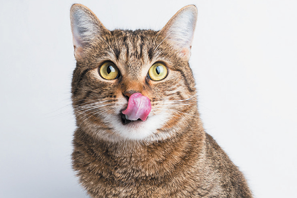 Cat Licking Its Lips | Lipstutorial.org