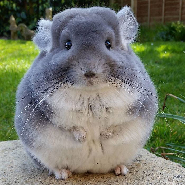 do chinchillas get along with dogs