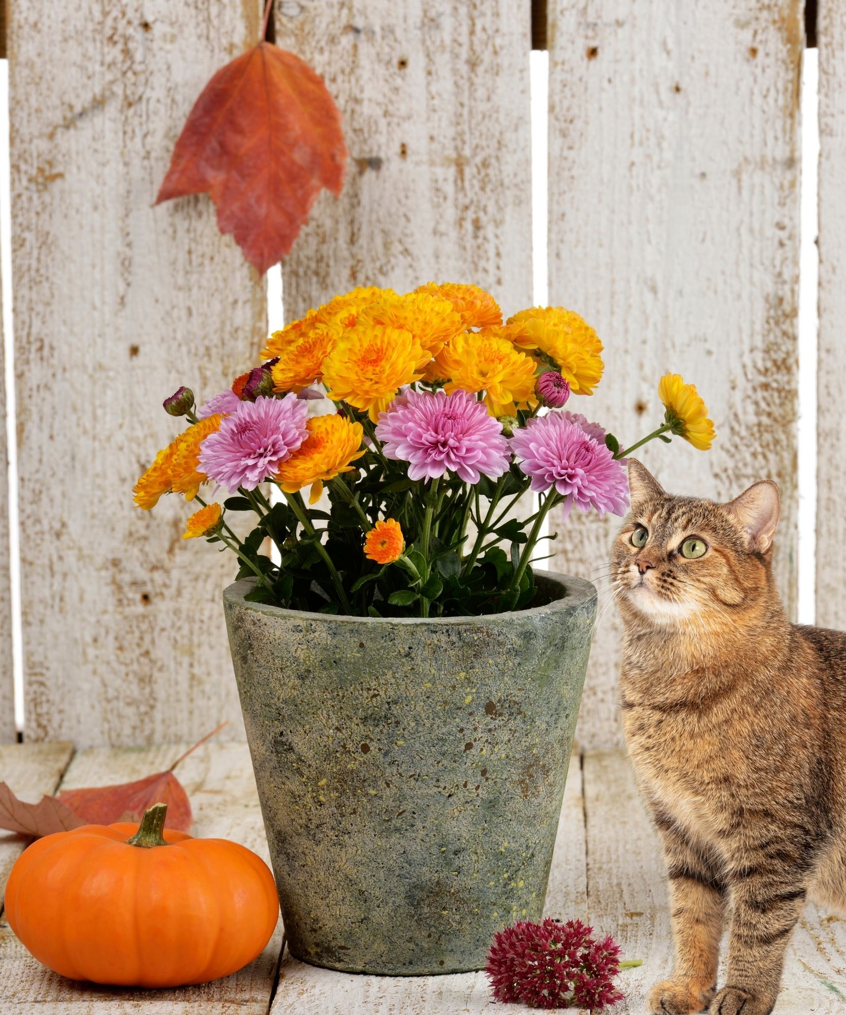 Keep Your Furry Family Member Safe This Fall Alexandria Pet Care Pet